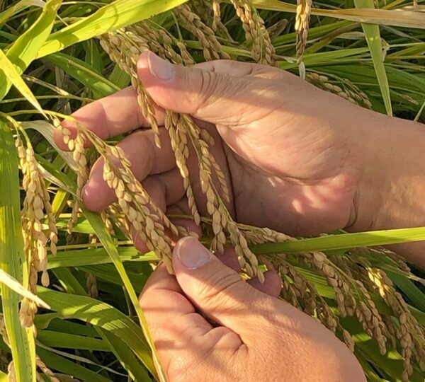 Riz Yamada Nishiki ©AkashI-Tai