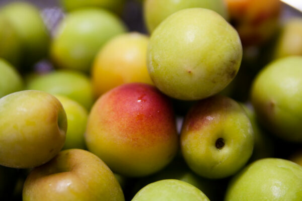 Ume ©Sarah CC BY-NC-ND 2.0