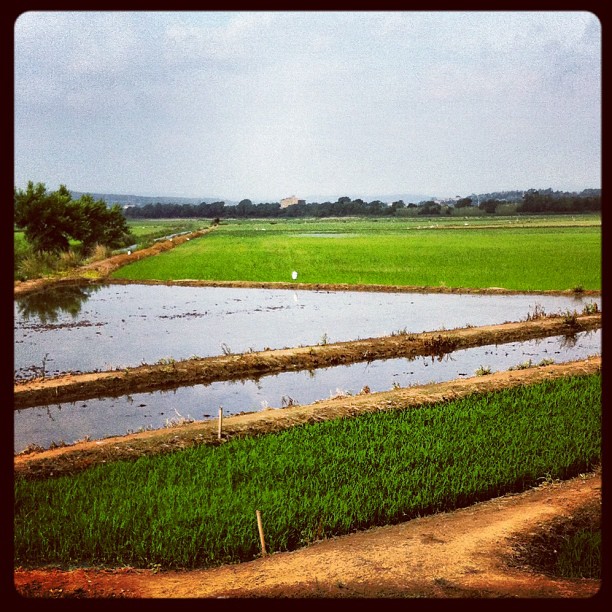 Dans les rizières - Arroz de Pals