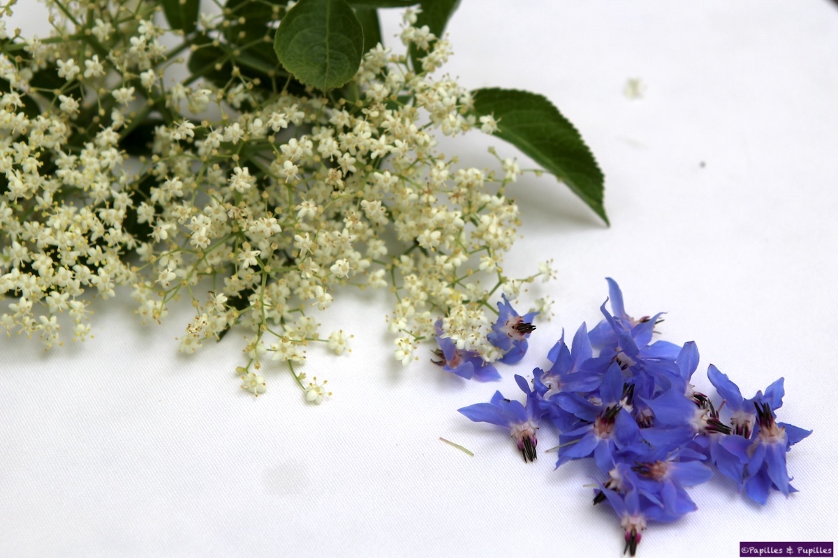 Fleurs de sureau et fleurs de bourrache