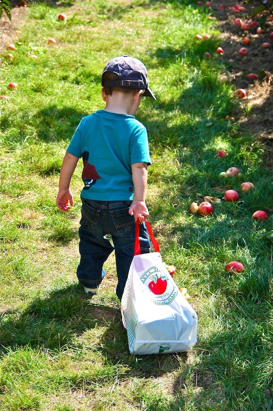 Récolte des pommes ©The Birkes Attribution 2.0 Générique (CC BY 20)