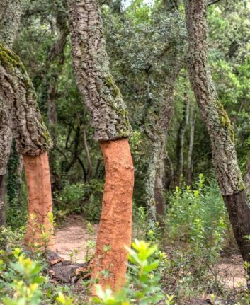 Chênes liège ©ICSuro