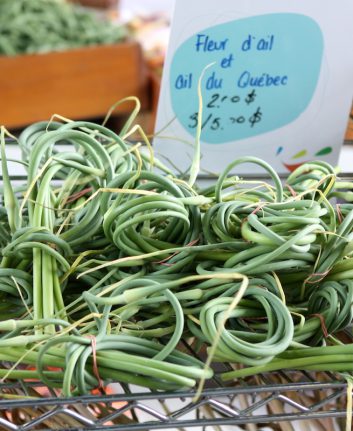 Fleur d'ail - ail du Québec