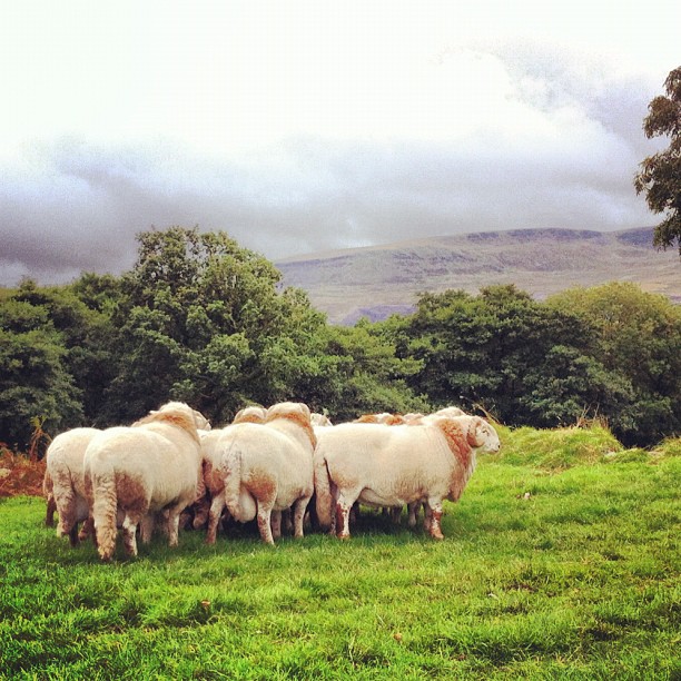 Welsh mountains south wales sheeps