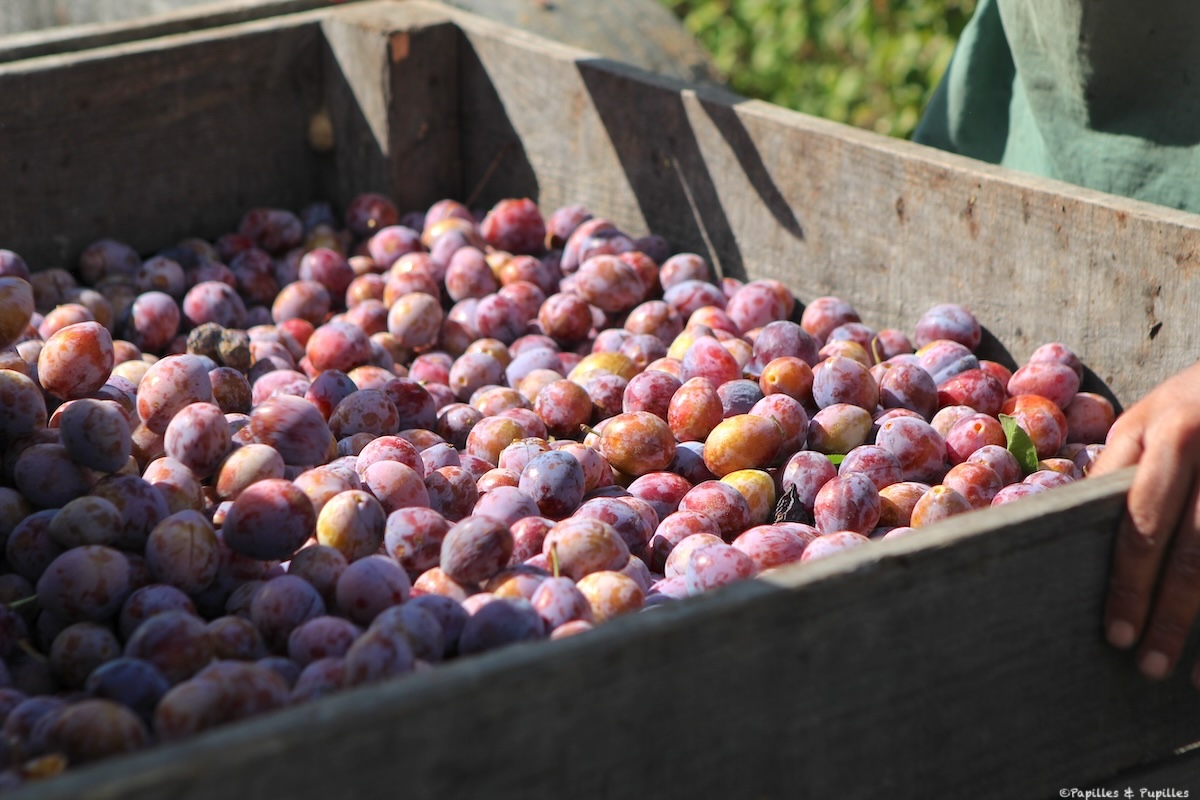 Caisse de prunes