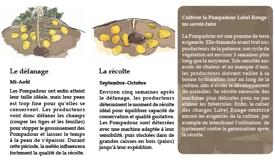 Culture de la pomme de terre (suite)