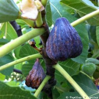 Figues
