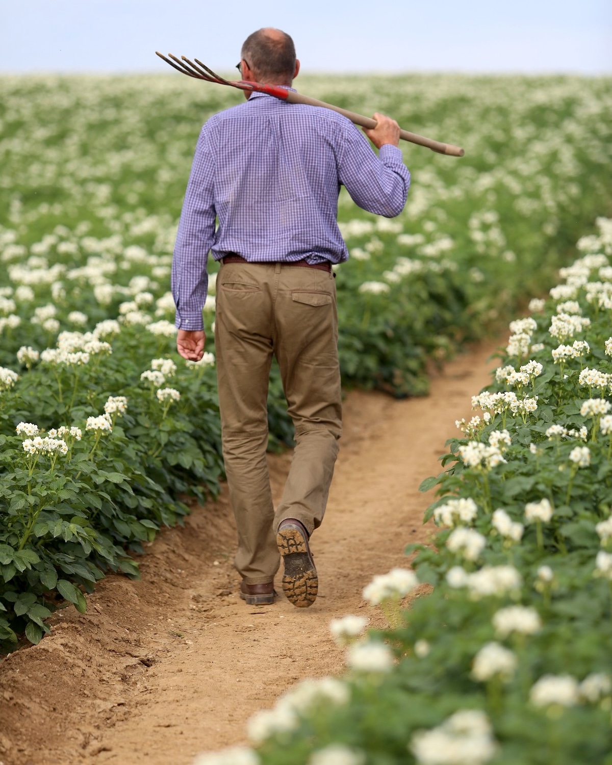 Floraison des pommes de terre Pompadour dans un champ de Picardie