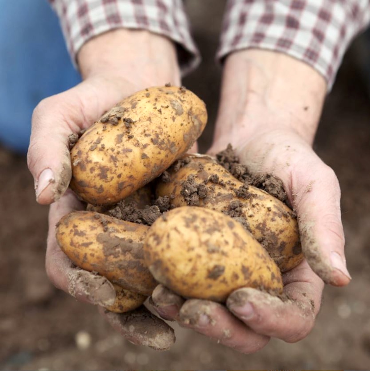 Pommes de terre Pompadour Label Rouge à la peau cuivrée et à la forme allongée