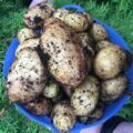 Pommes de terre Pompadour -