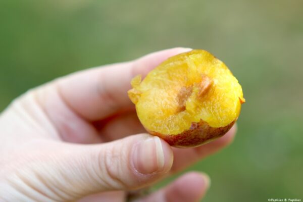 A l'intérieur de la prune