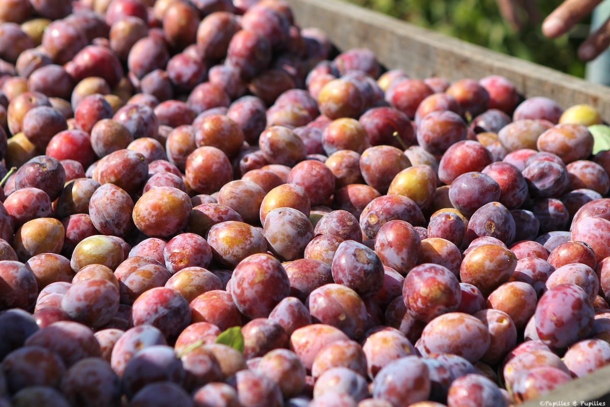 Caisse de prunes