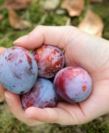 Prunes d'Ente
