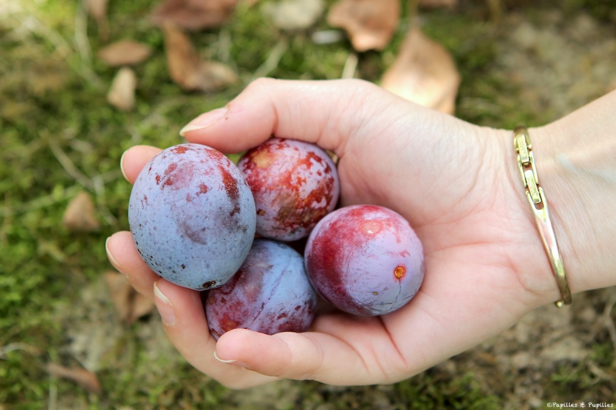 Prunes d'Ente