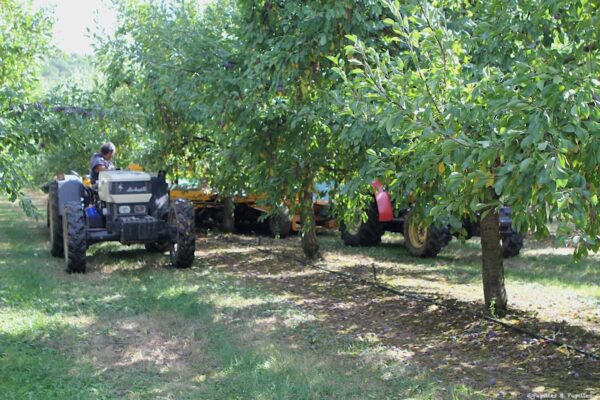 Récolte des pruneaux