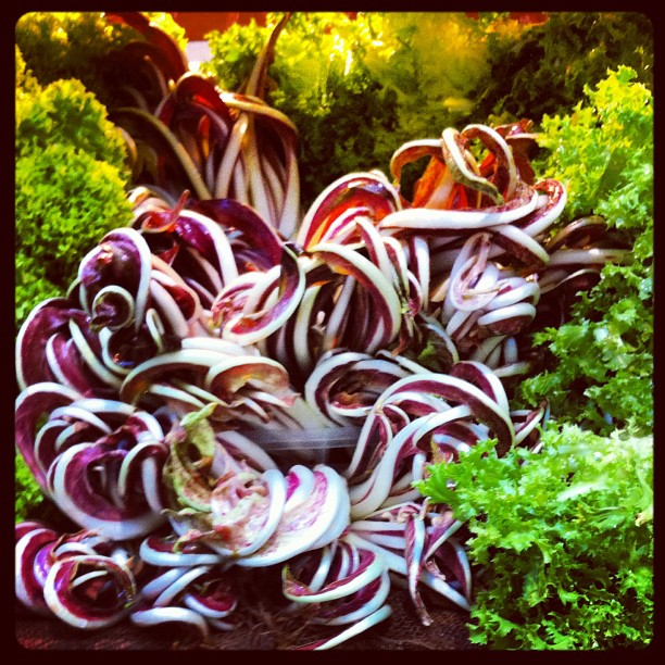 Salade : radicchio fino tardivo - Eataly, Turin. Trop belle non ?