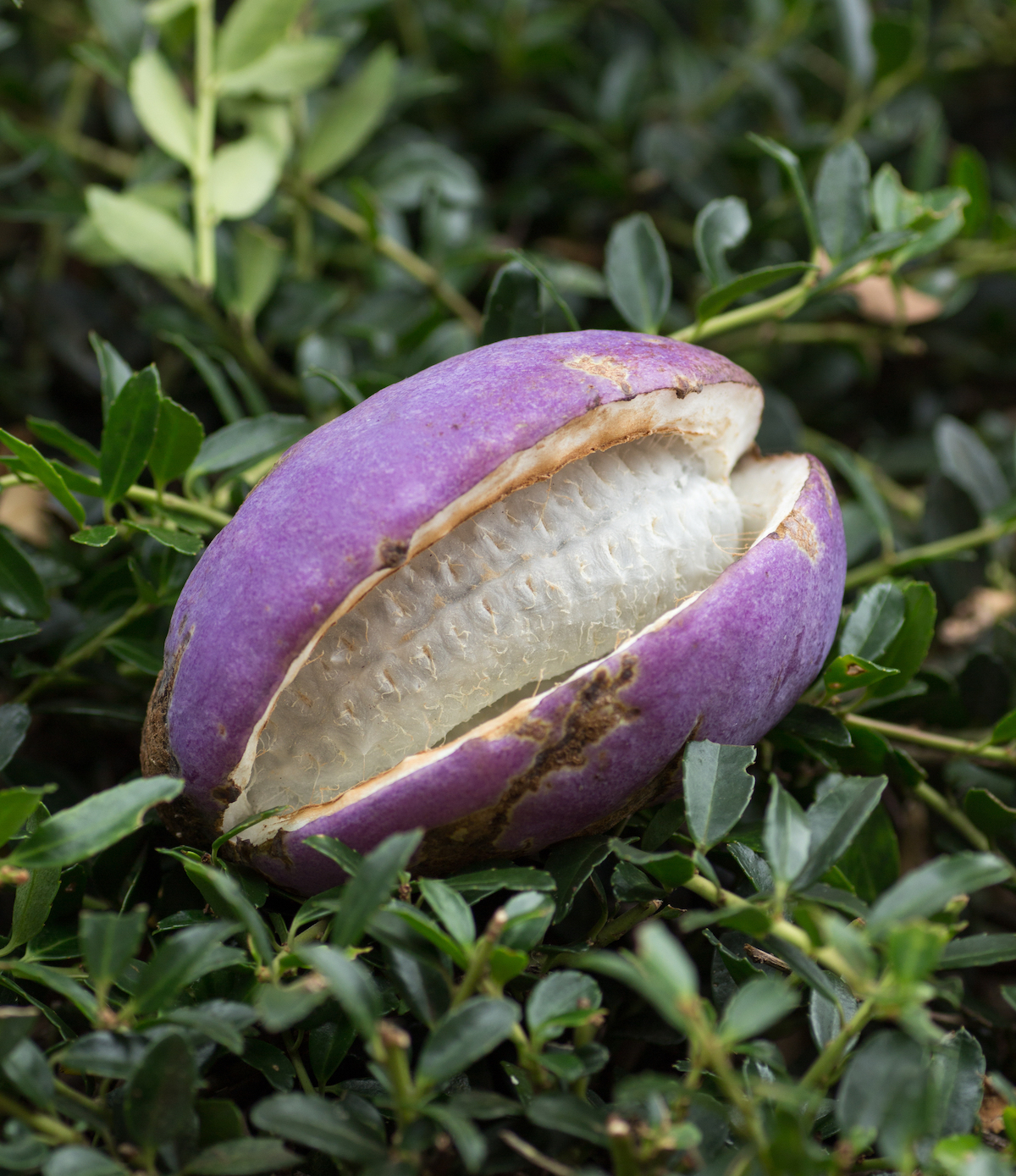 Akebi ©Miyuki Satake shutterstock