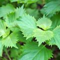 Feuilles de shiso ©EQRoy shutterstock