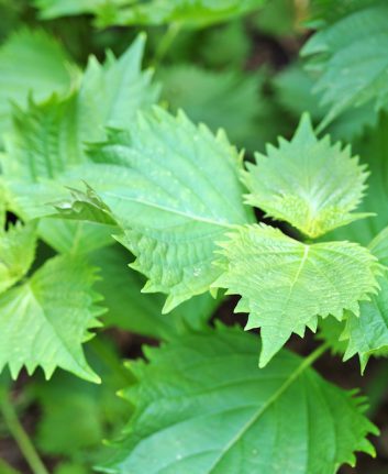 Feuilles de shiso ©EQRoy shutterstock