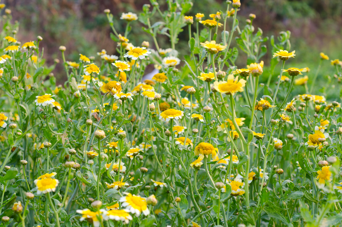 Fleurs de chrysanthème ©joloei shutterstock