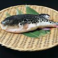 Fugu ©Kankitti Chupayoong. shutterstock