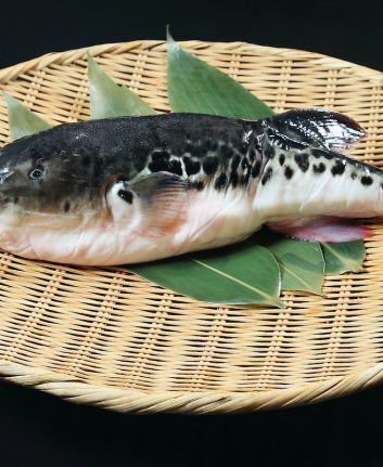 Fugu ©Kankitti Chupayoong. shutterstock