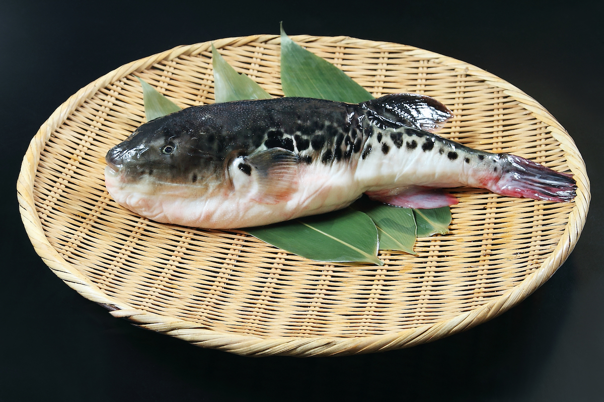 Fugu ©Kankitti Chupayoong. shutterstock