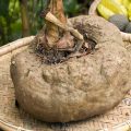 Konjac ©Dr Morley Read shutterstock