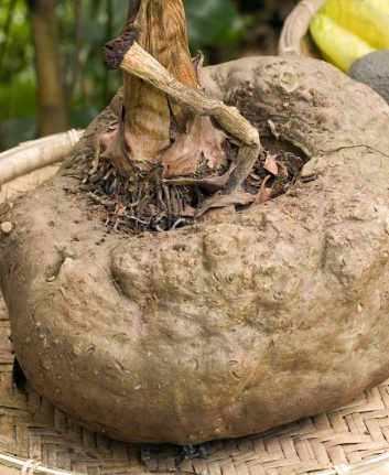 Konjac ©Dr Morley Read shutterstock
