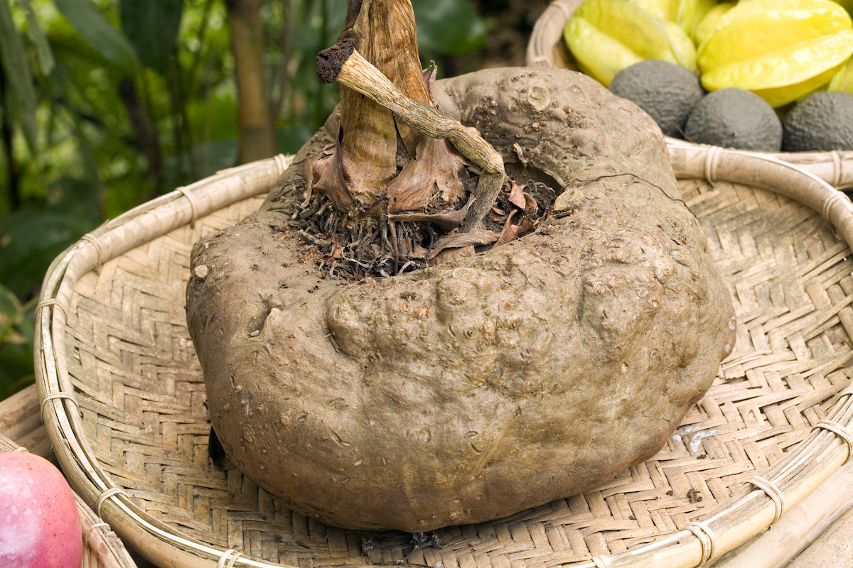 Konjac ©Dr Morley Read shutterstock