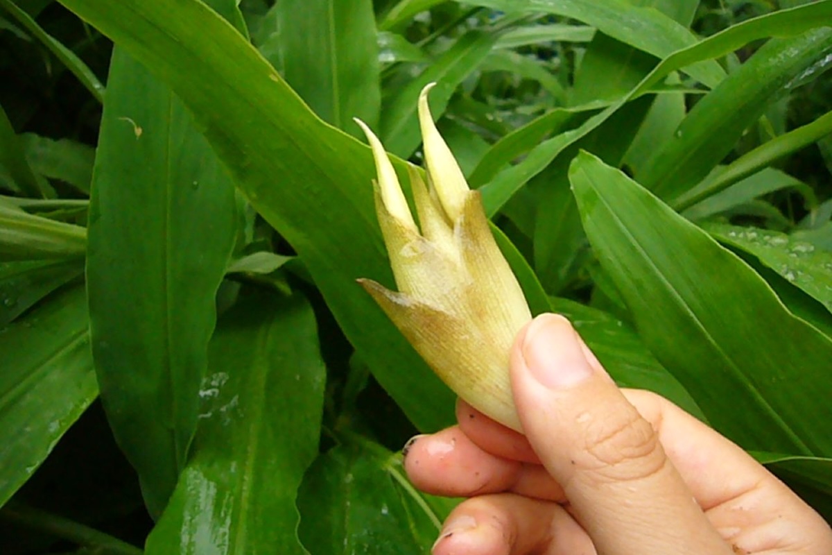 Myoga ©fui :-) CC BY-NC-ND 2.0