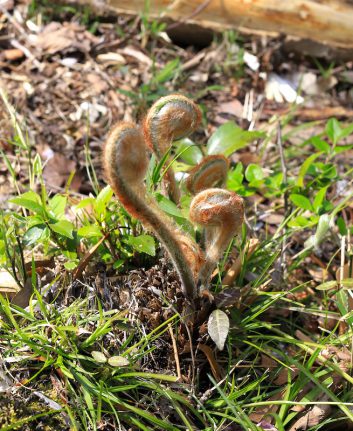 Osmunda Japonica © QueSeraSera shutterstock