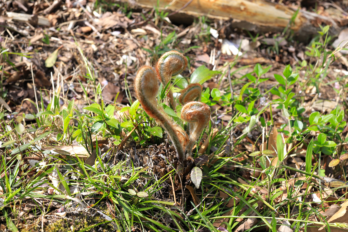 Osmunda Japonica © QueSeraSera shutterstock