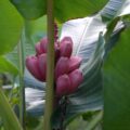 Bananes roses