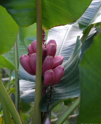 Bananes roses