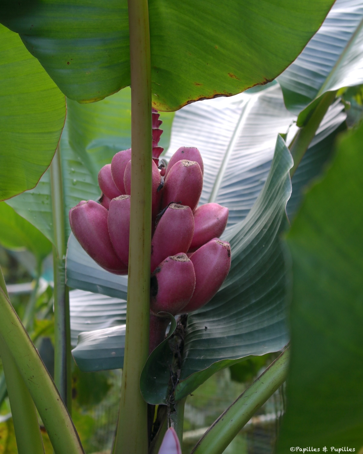 Bananes roses