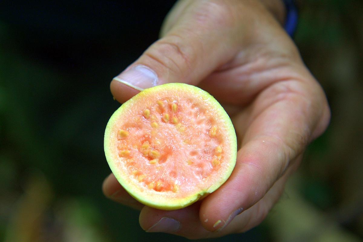 Goyave ©Elan Ruskin CC BY-NC 2.0