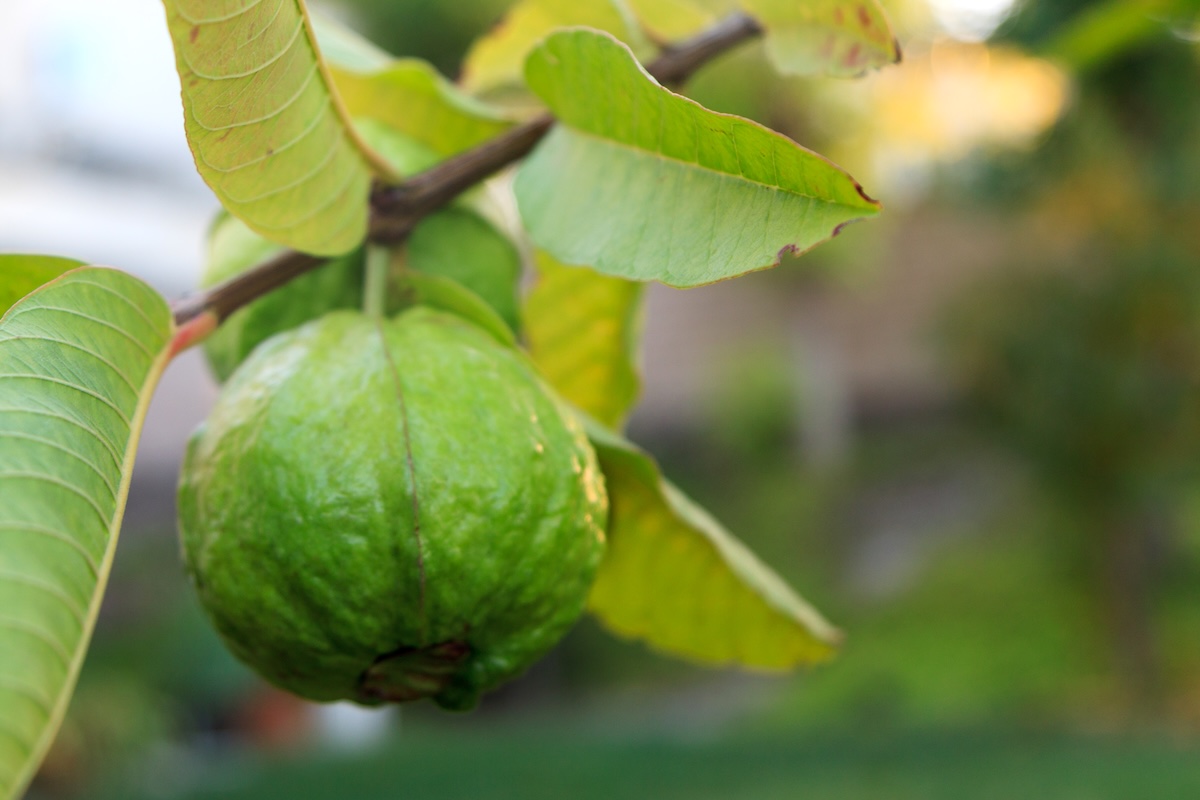 Goyavier ©Arabani CC BY SA 20