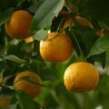 Oranges amères ©Hans CC0 Pixabay