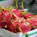 Pitaya