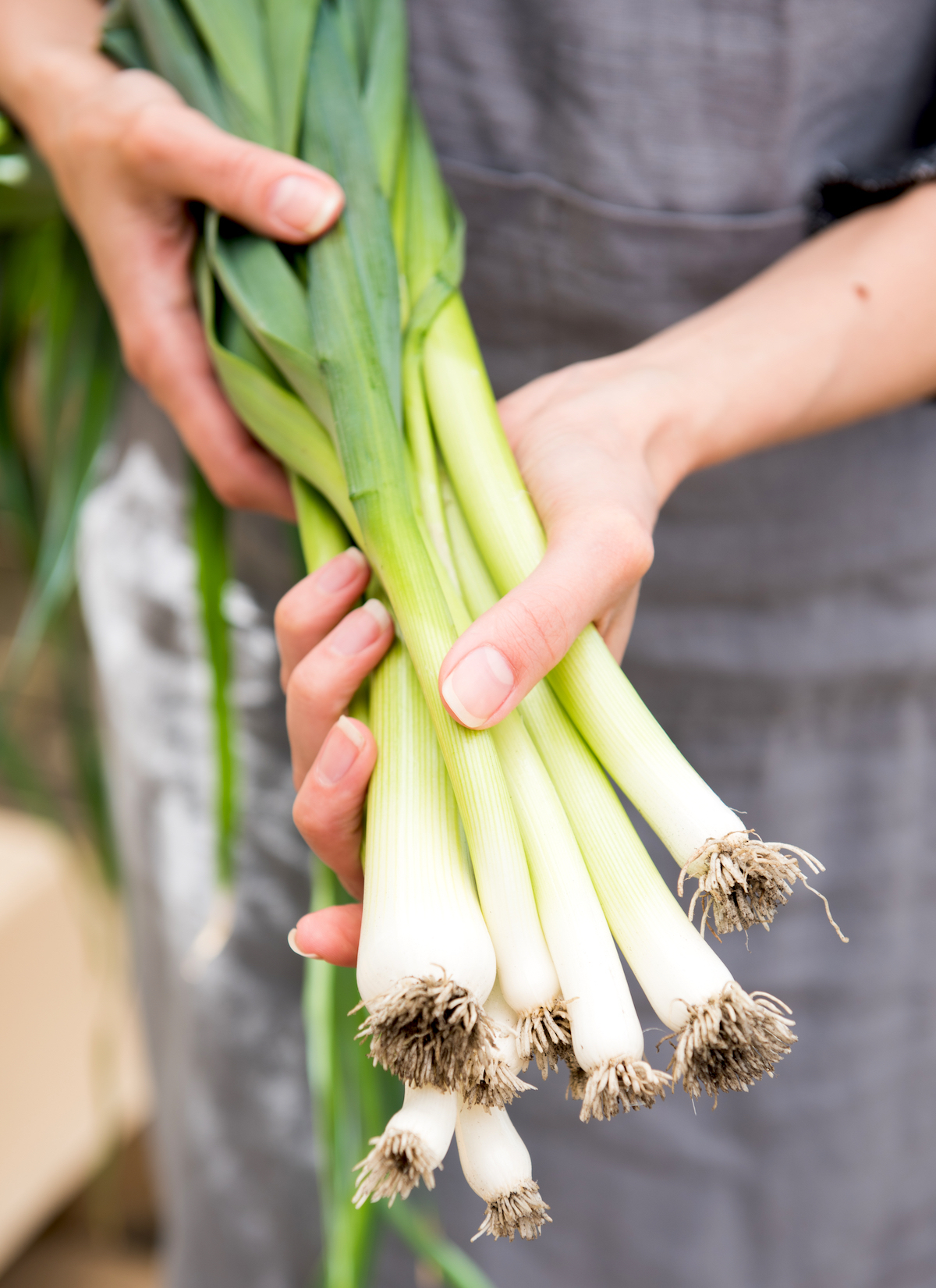 Poireaux ©Anna Hoychuk shutterstock