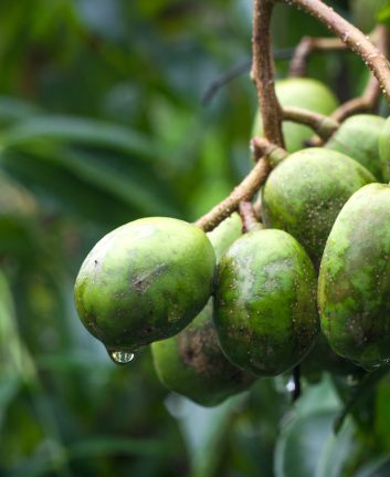 Prunes de cythère © natthawut ngoensanthia shutterstock