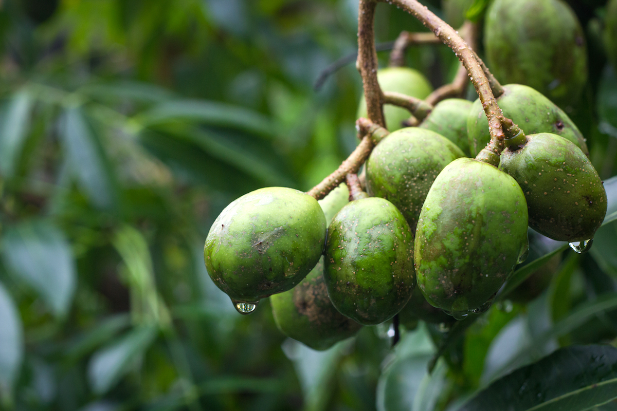 Prunes de cythère © natthawut ngoensanthia shutterstock