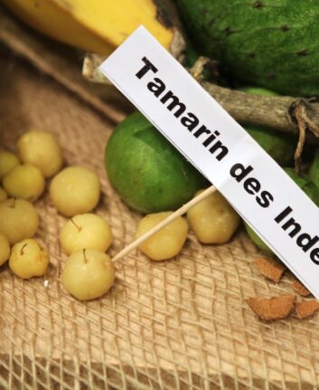 Tamarin des indes
