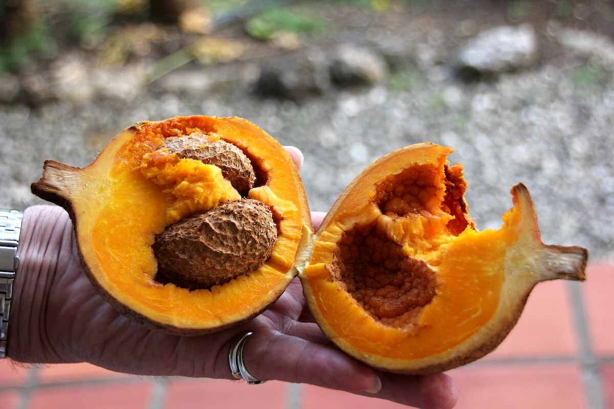 Zabrico peyi - Abricot des Antilles ©Sven Volkens CC BY-SA 4.0