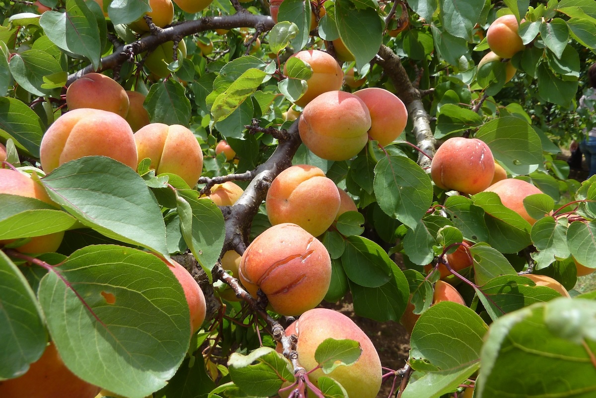 Abricots ©Roberto Pla CC BY-NC 2.0