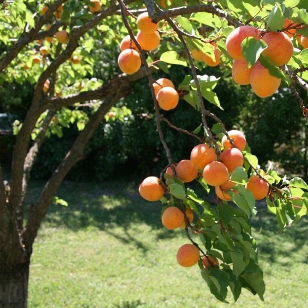 Abricots sur l'arbre ©couleurlavande CC BY-ND 2.0