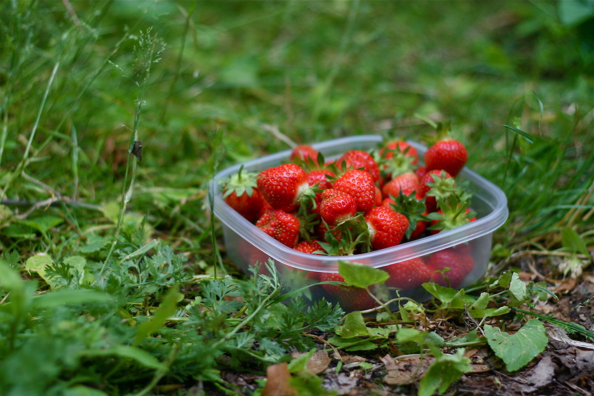 Fraises ©Susy Morris CC BY-NC 2.0