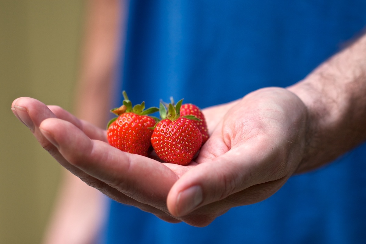 Fraises ©Susy Morris CC BY-NC 2.0