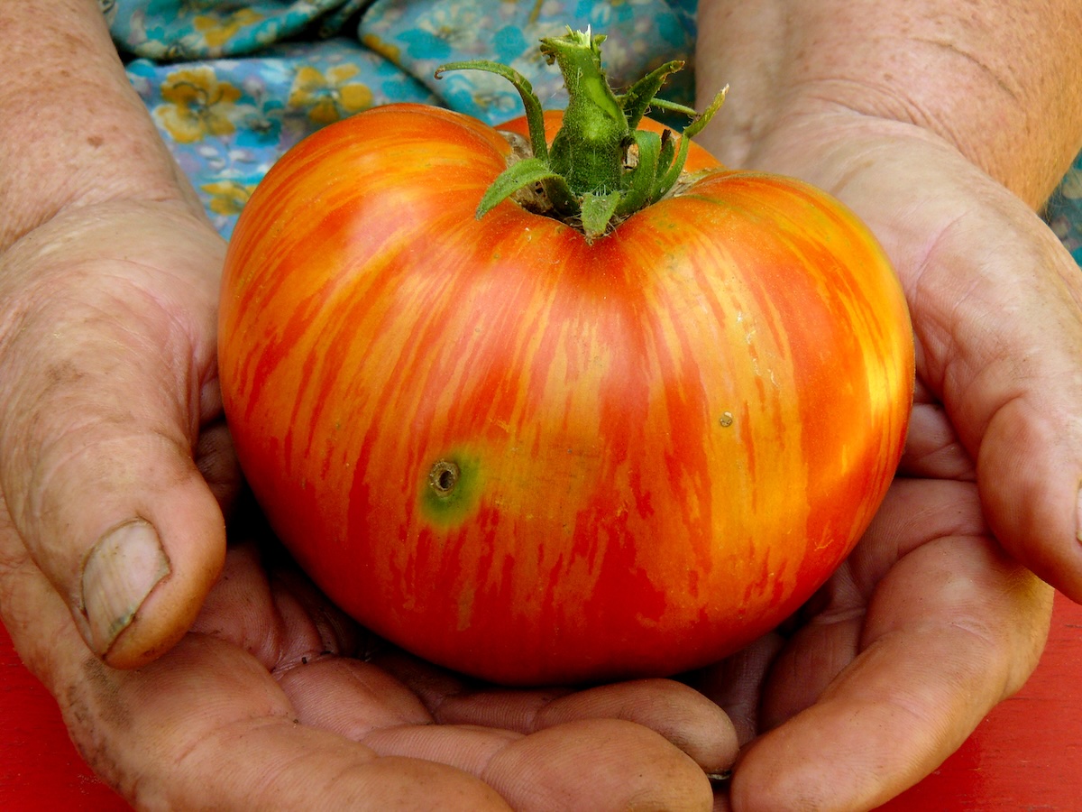 Tomate ©Denis and Yulia Pogostins shutterstock